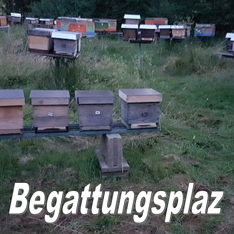 Begattungsplaz